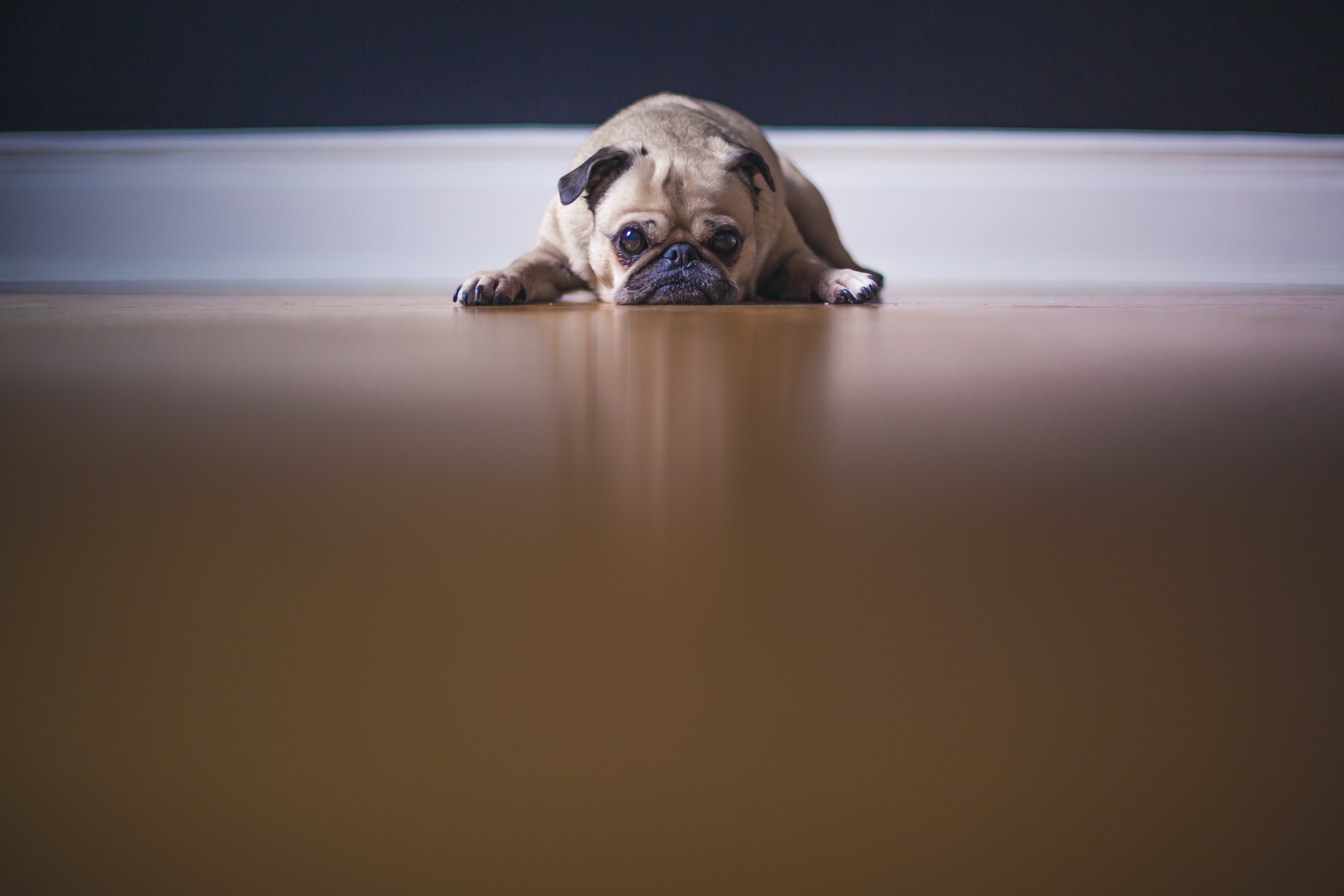 Sad dog in a big empty room